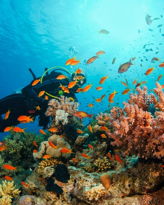 Discover Scuba Diving