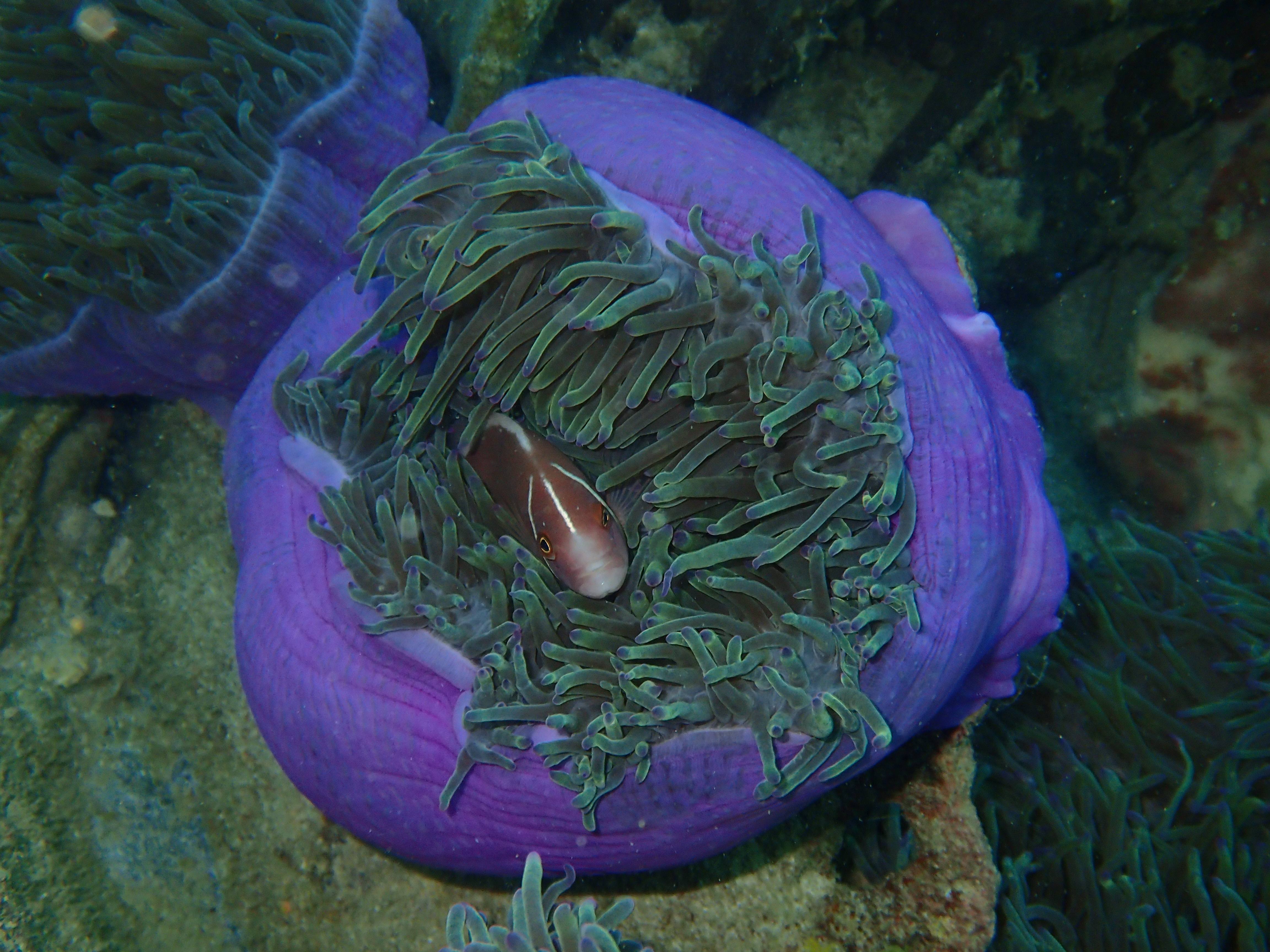 Night Diver Specialty Course